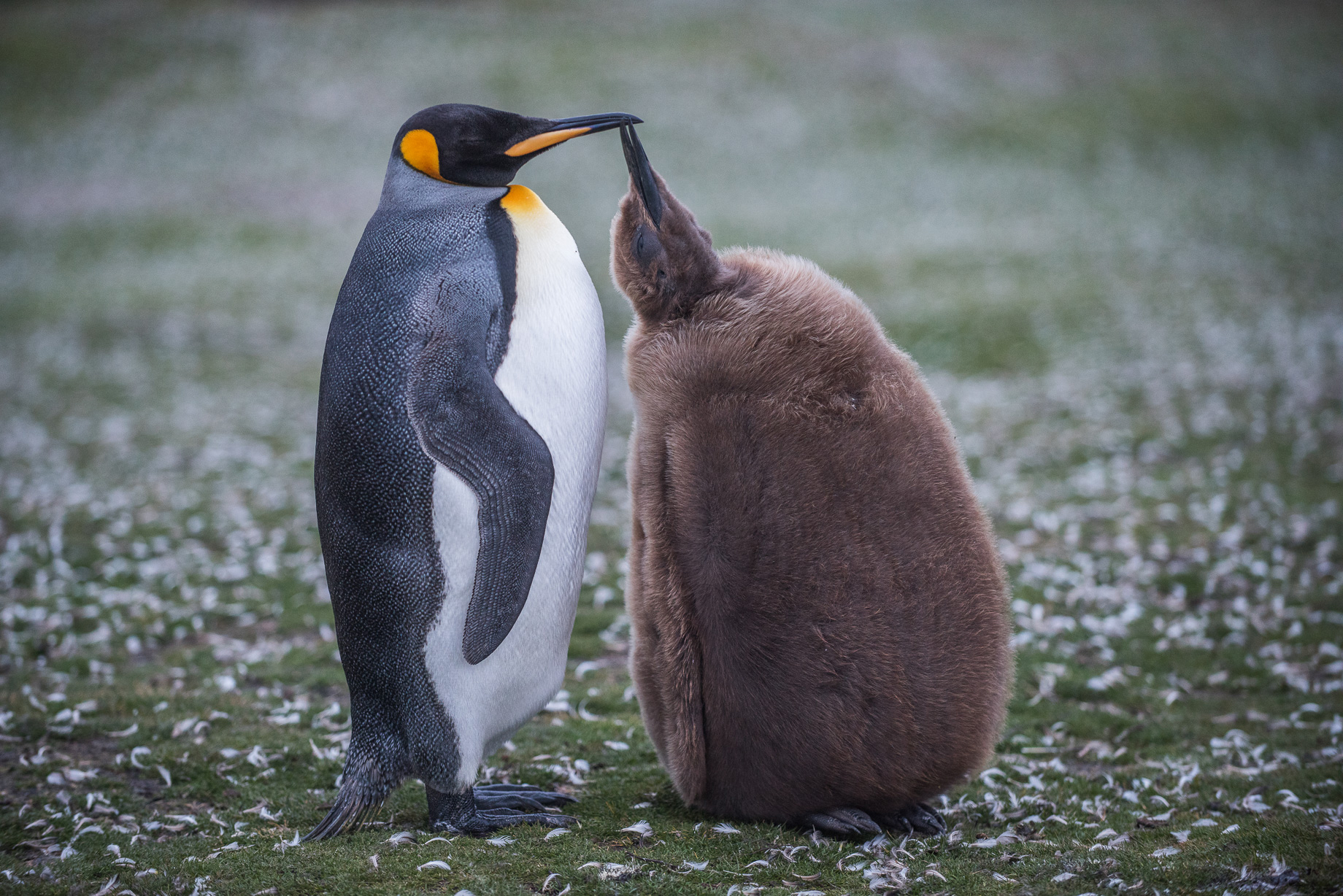 King Penguin Mother and Chick | Sean Crane Photography