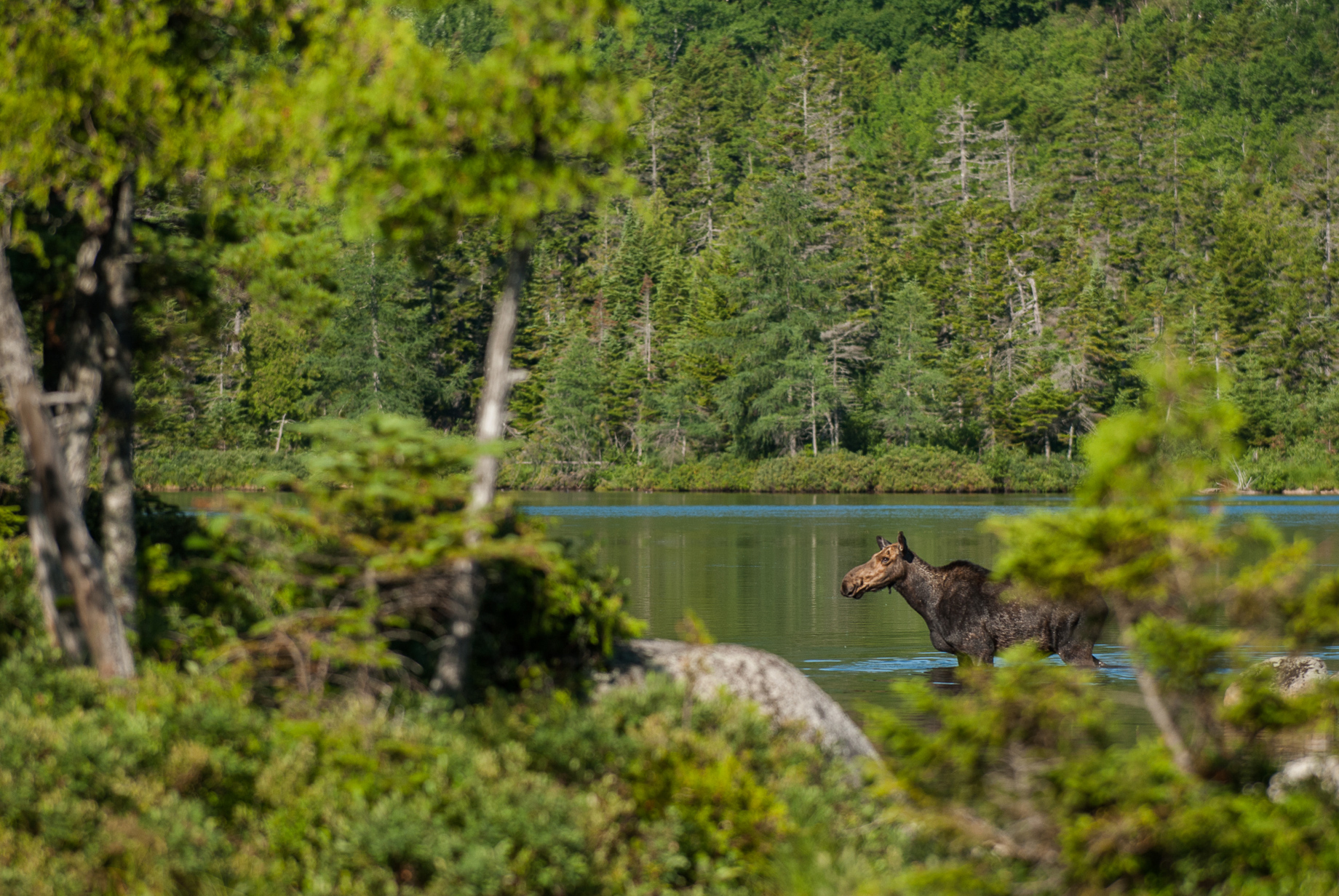 Moose Cow Sean Crane Photography