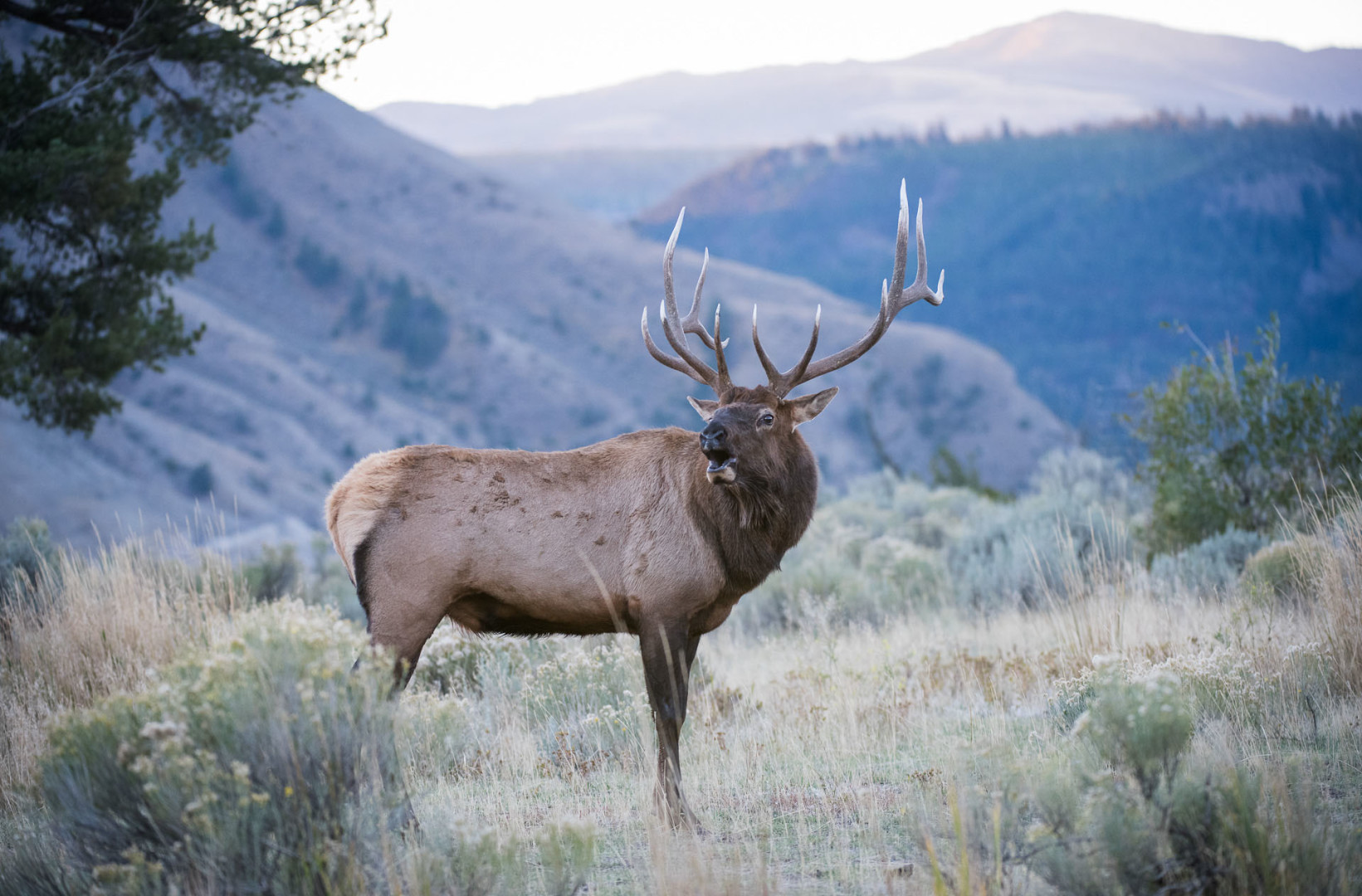 Bull Elk Double Shot 