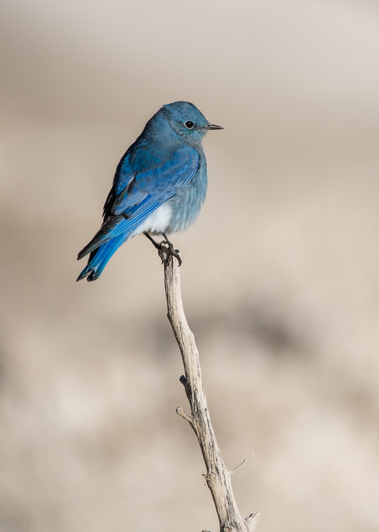 mountain-bluebird-trail-sacajawea-audubon