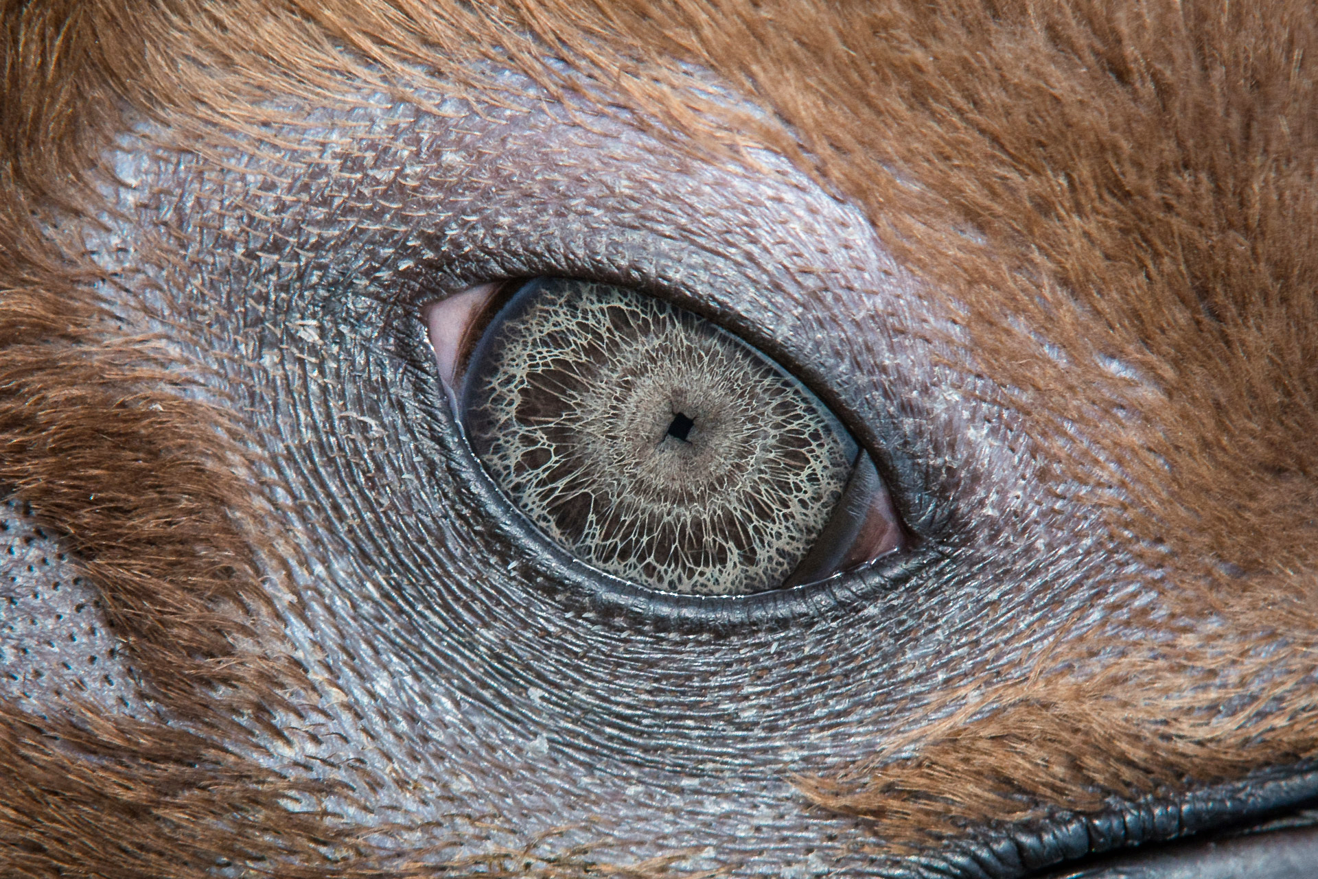 У кого квадратные зрачки. Глаза животных. Необычные глаза животных. Зрачки животных. Необычные зрачки.
