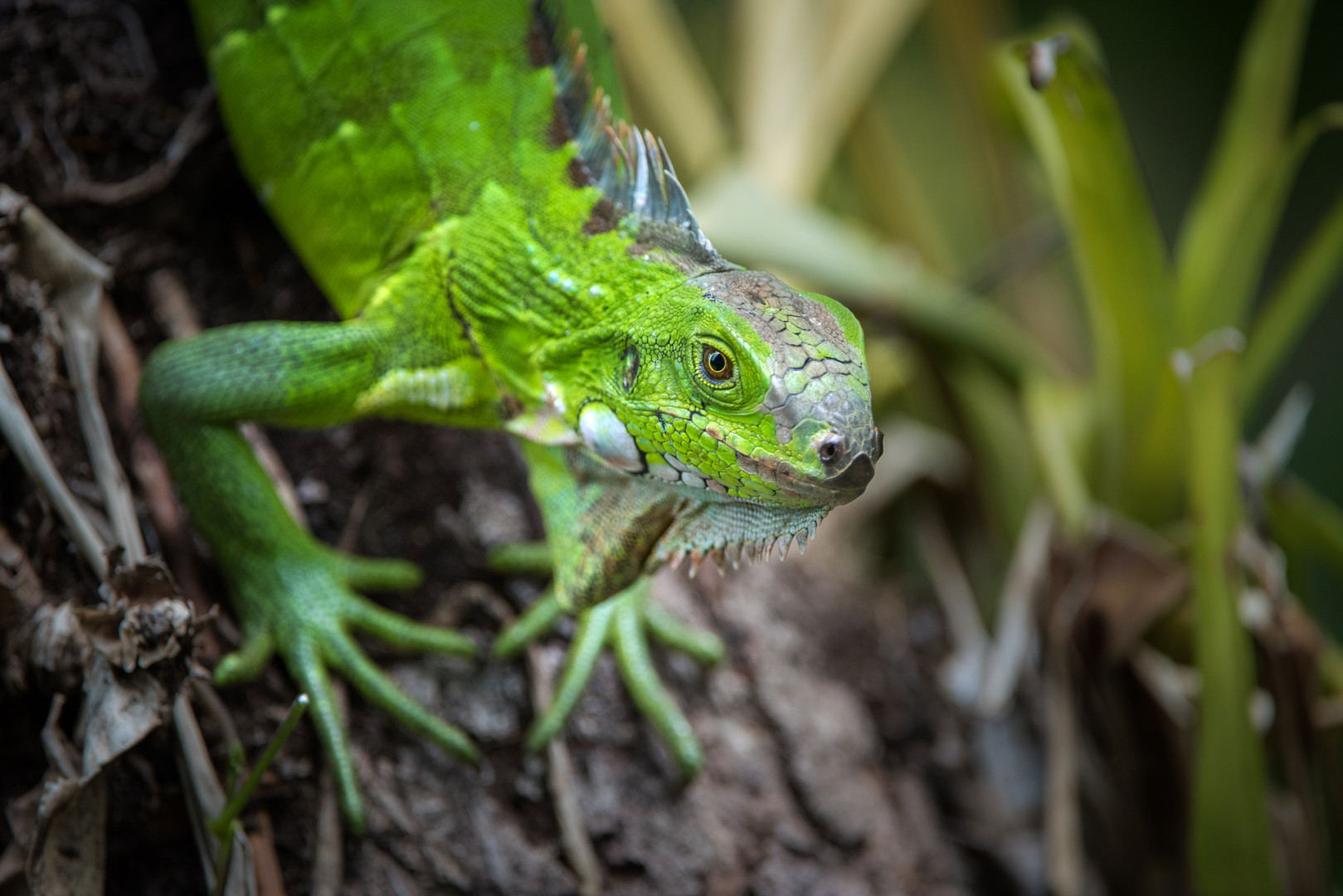 Green Iguana | Sean Crane Photography