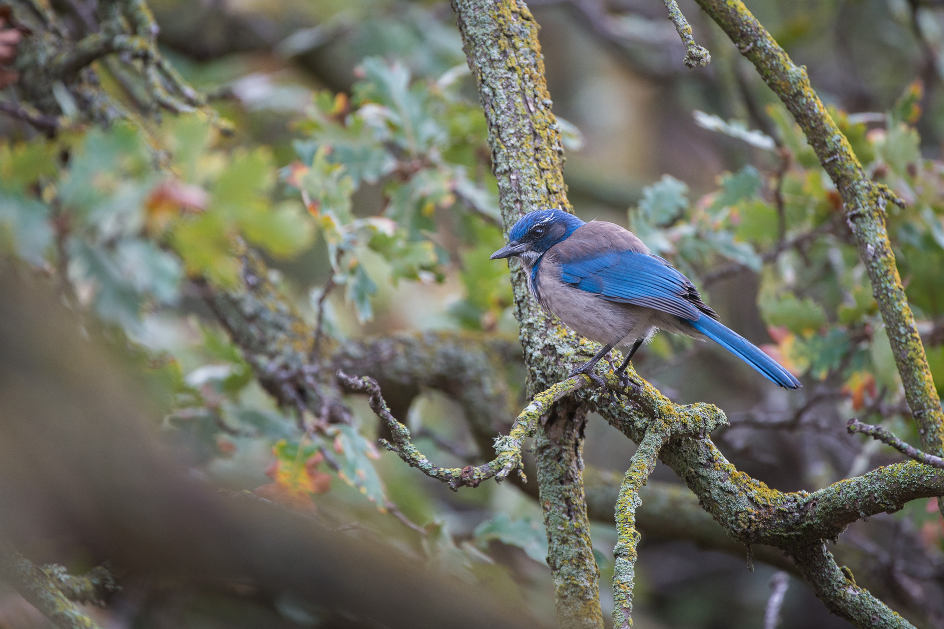 A Tale Of Two Scrub Jays Sean Crane Photography