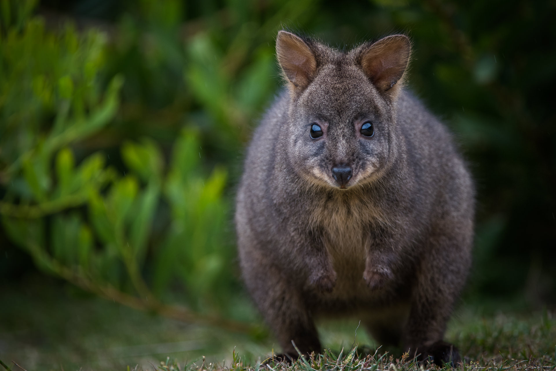 Tasmanian Pademelon | Sean Crane Photography