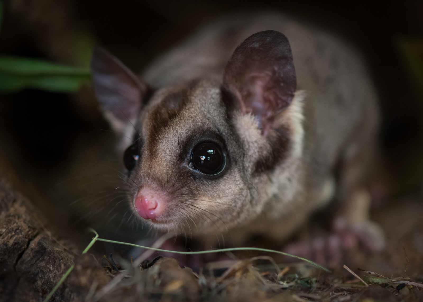 Sugar Glider | Sean Crane Photography