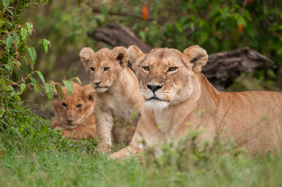 Scar-faced Lioness with Cubs | Sean Crane Photography