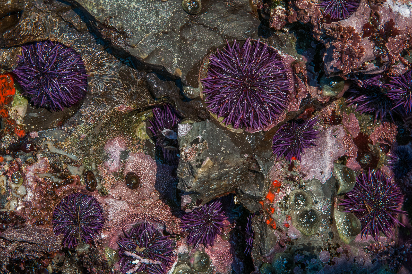 purple-sea-urchins-sean-crane-photography