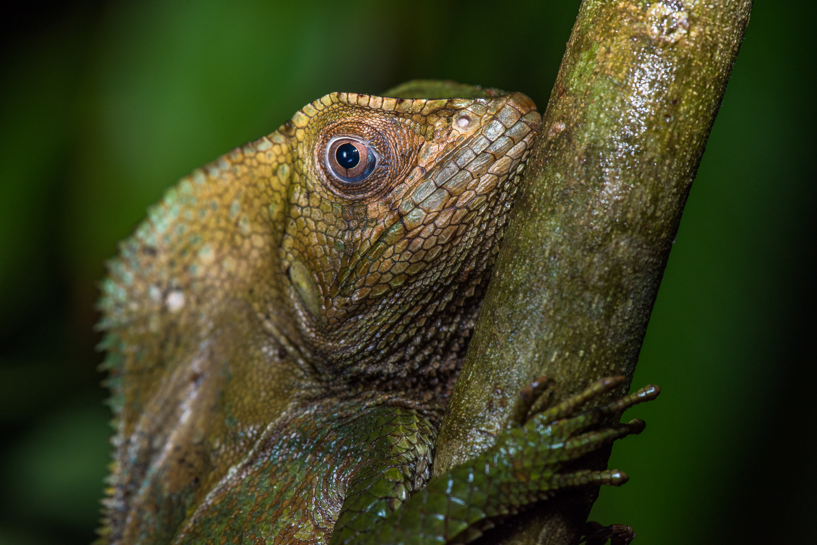 basilisk lizard stuffed animal