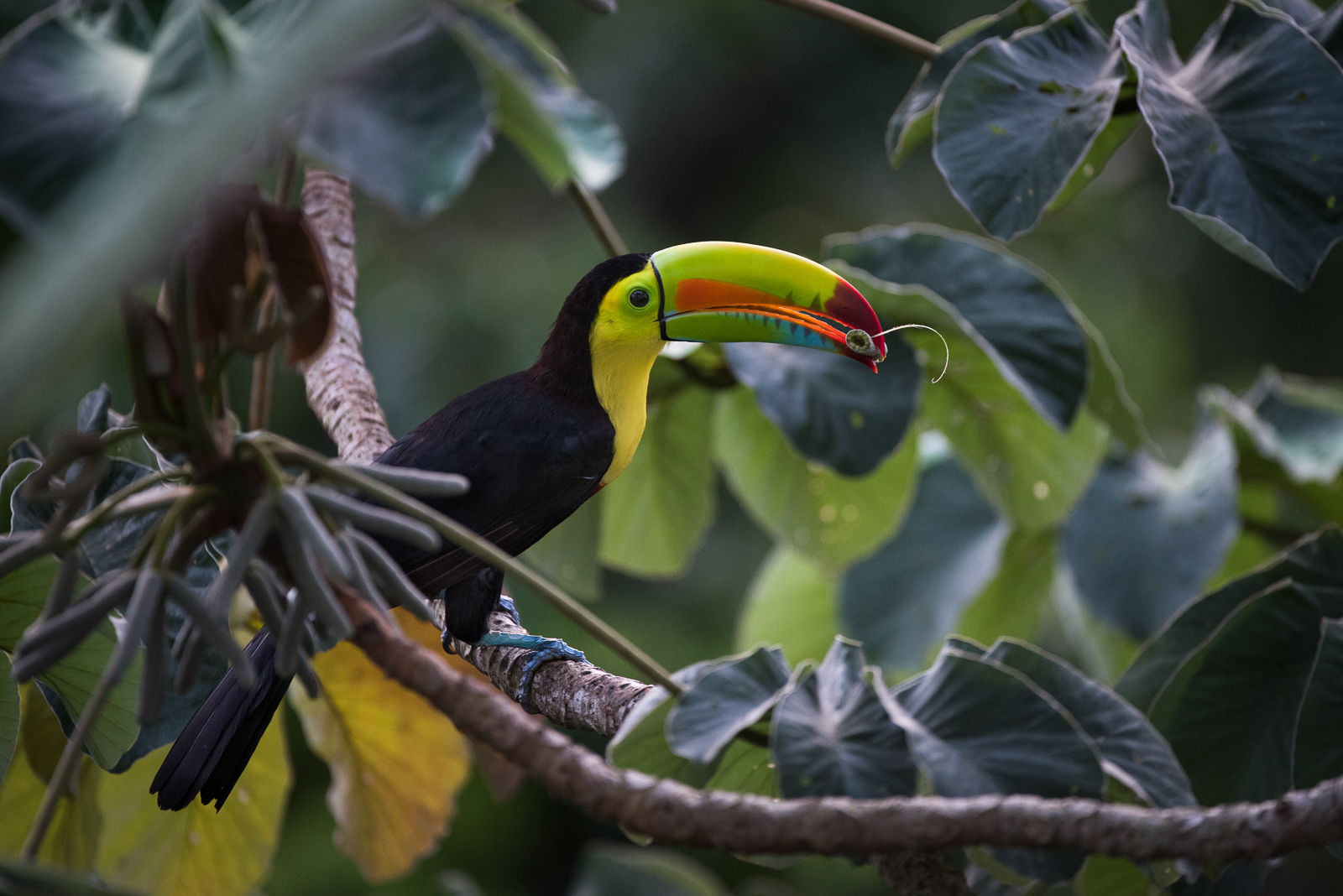 Keel Billed Toucan Eating