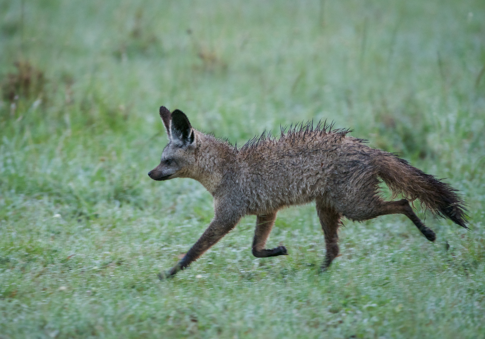 bat eared fox stuffed animal
