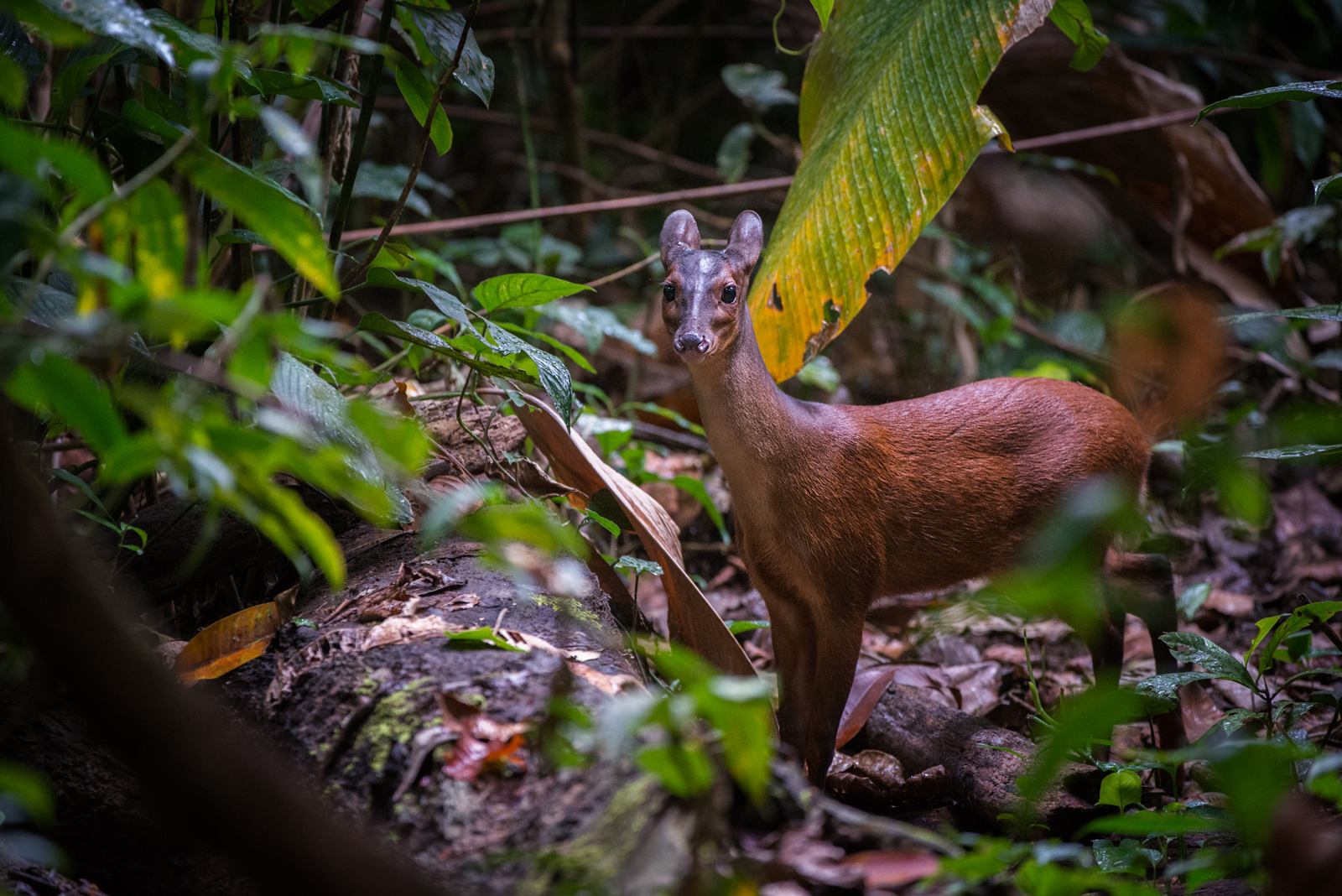 What Do Red Brocket Deer Eat In The Rainforest