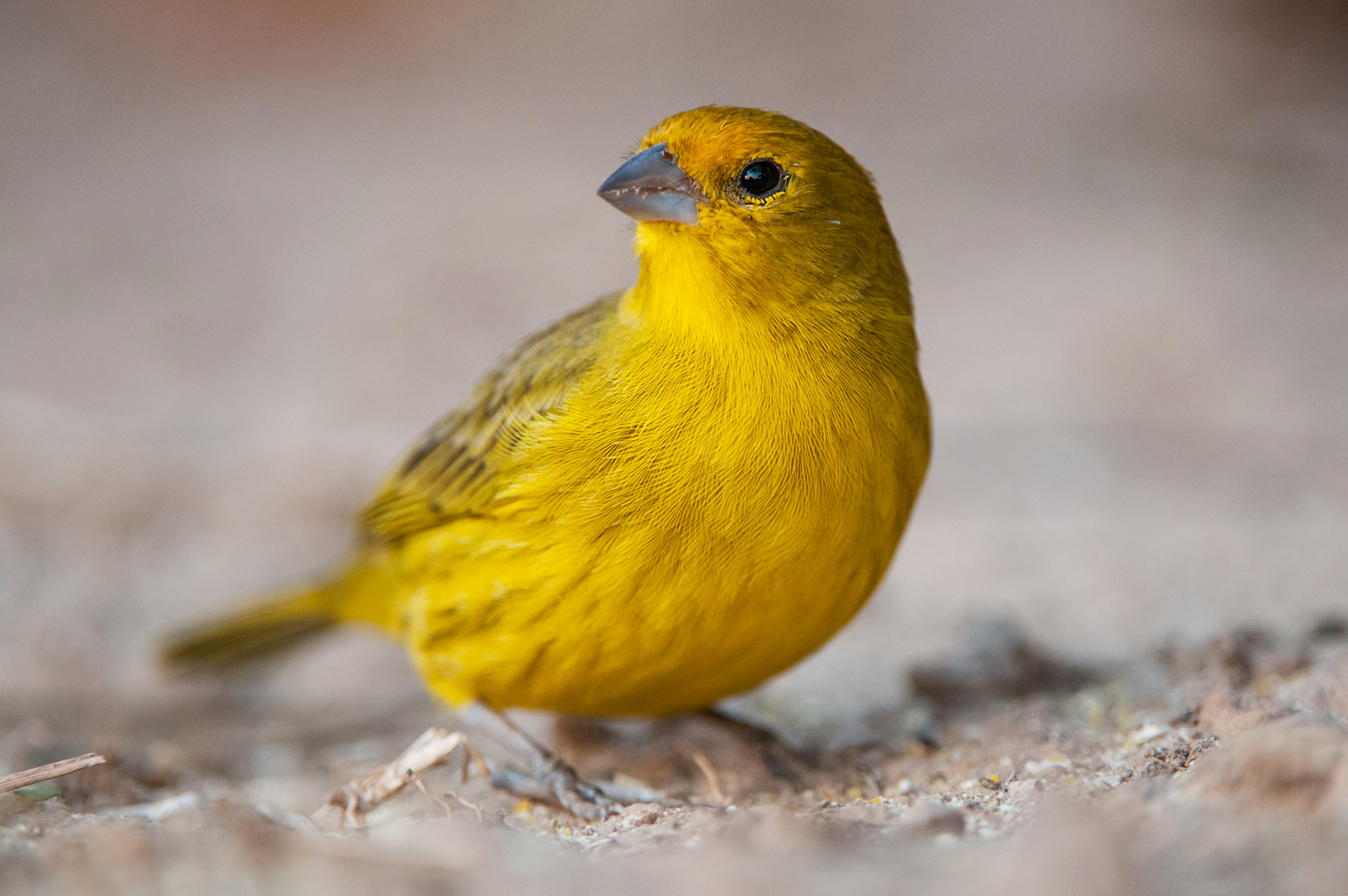 Saffron Finch | Sean Crane Photography