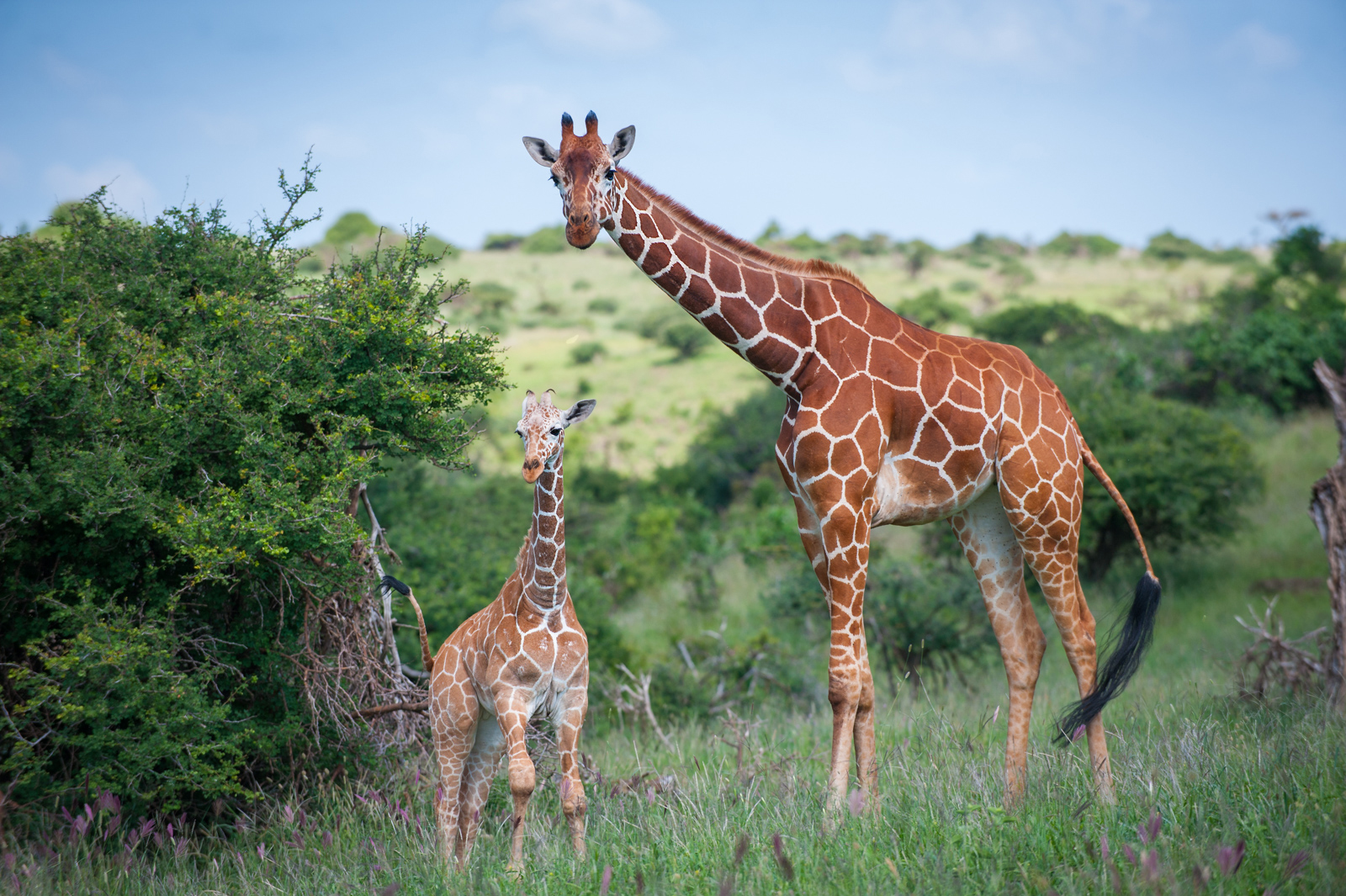 Giraffe Mother and Calf | Sean Crane Photography