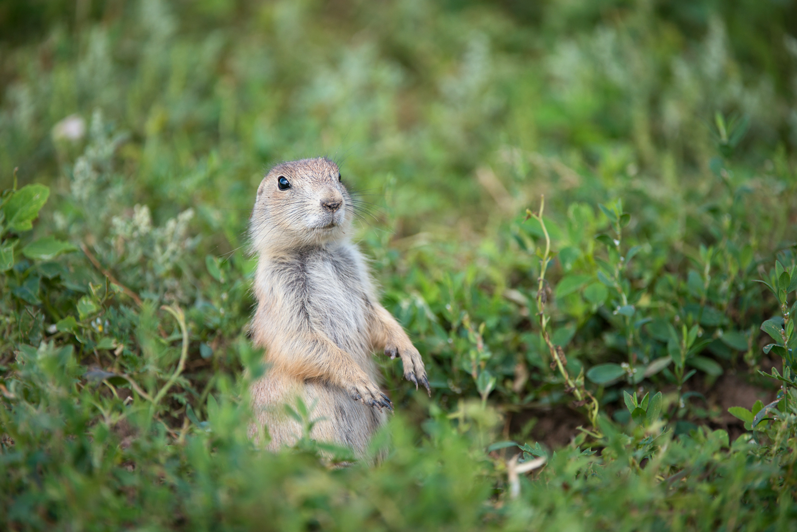 Prairie Dog | Sean Crane Photography