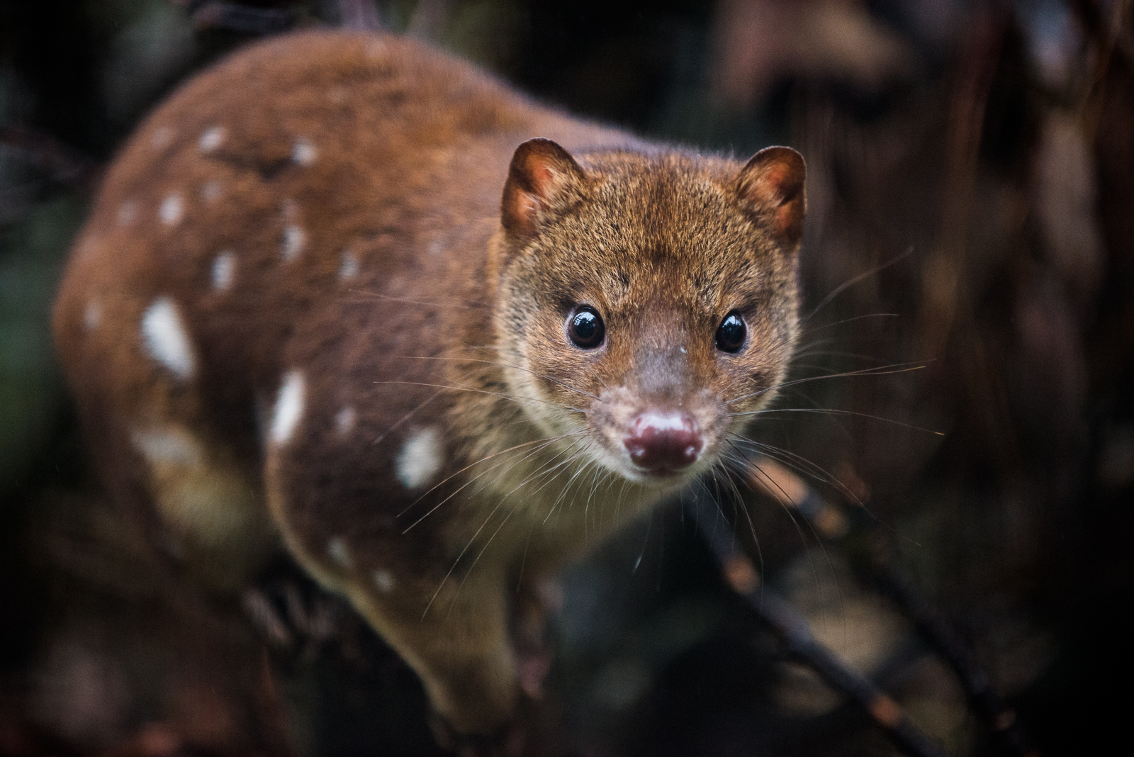 Spotted Quoll Sean Crane Photography