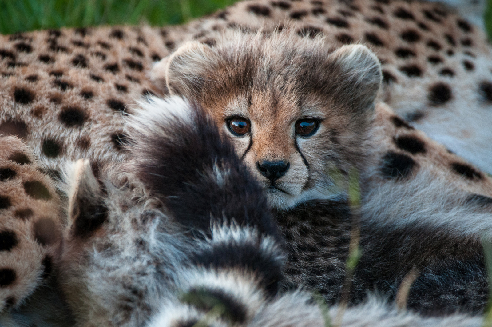 Baby Cheetah | Sean Crane Photography