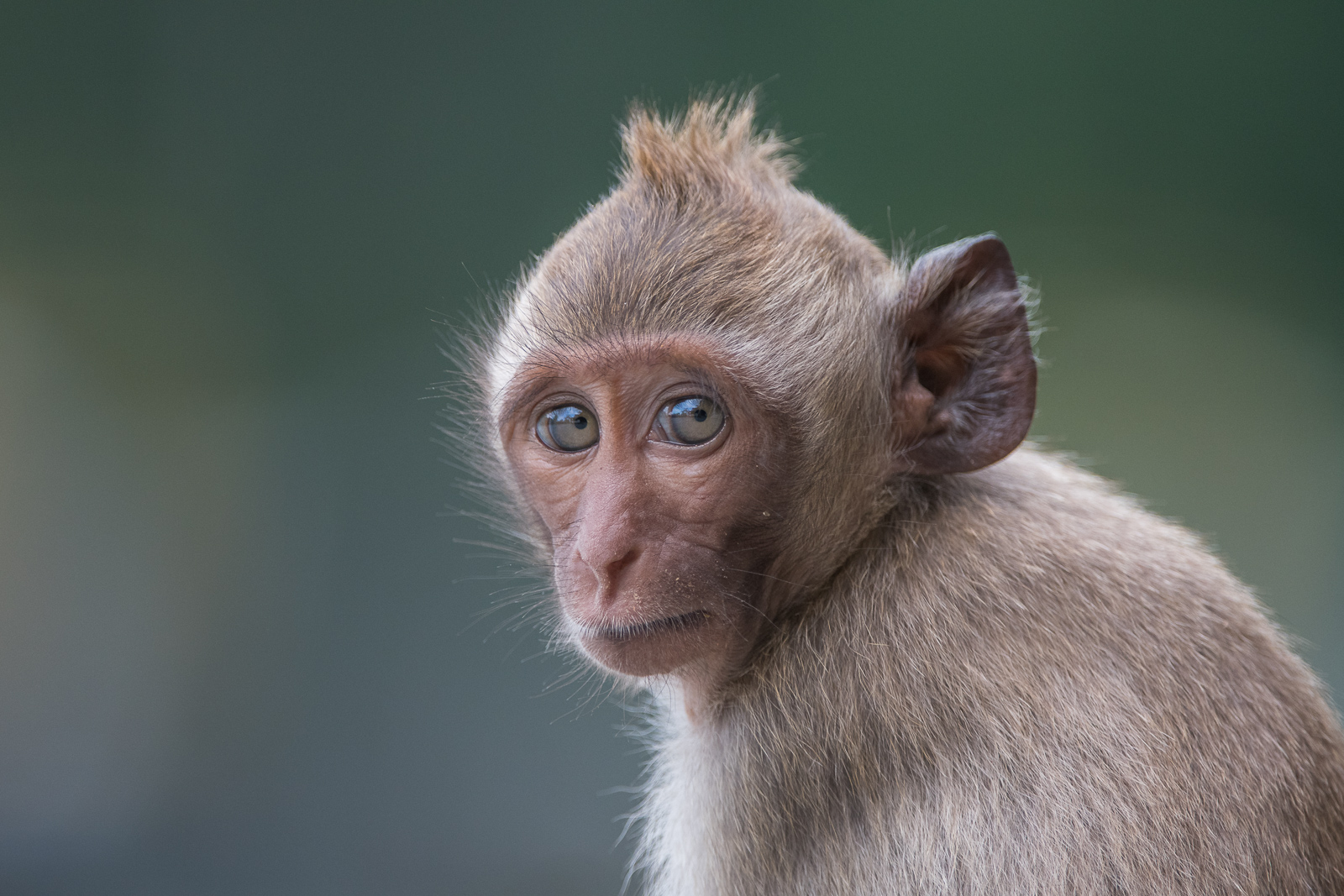 Young Long-Tailed Macaque | Sean Crane Photography