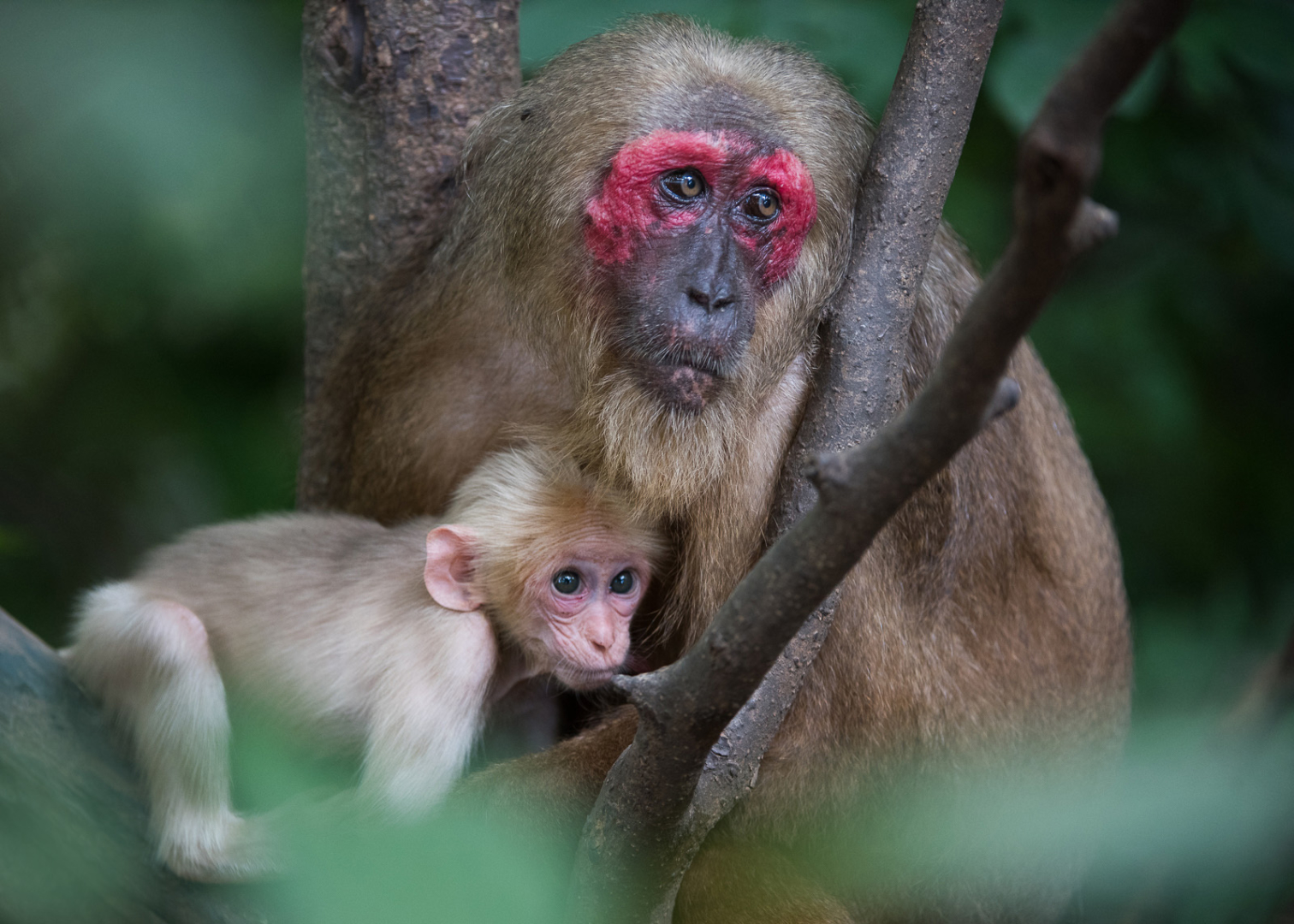 Stump-Tailed Macaque Mother and Baby | Sean Crane Photography