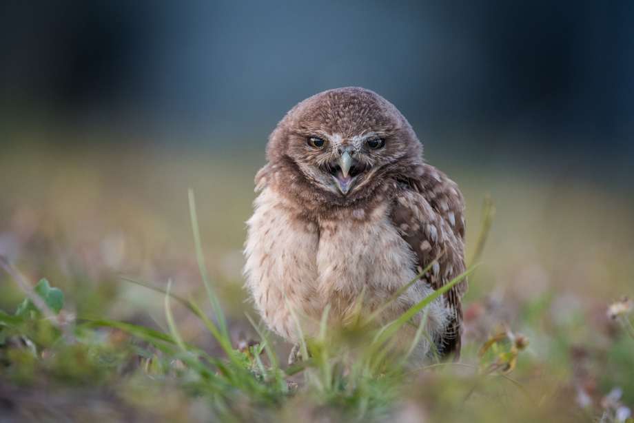 torvill owl chick