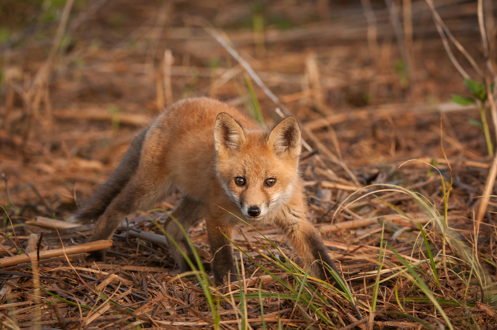 Red Fox Pup Sean Crane Photography