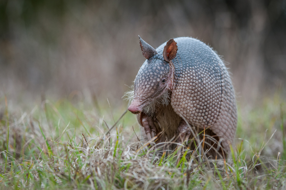 Nine Banded Armadillo Sean Crane Photography