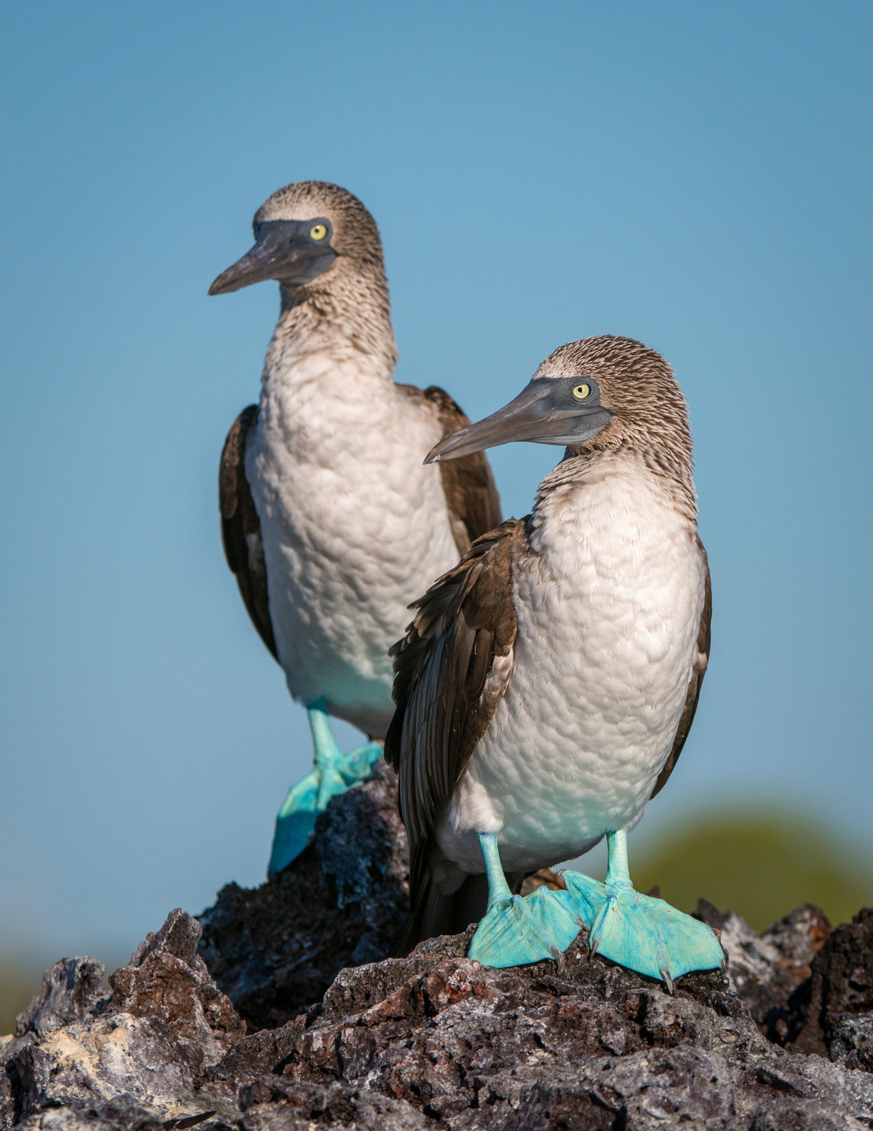 blue footed boobies reading with answer