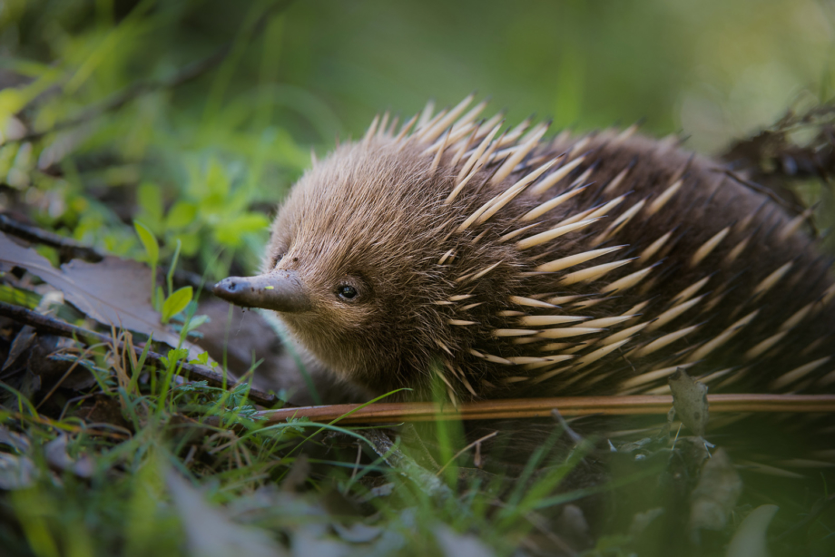 echidna uniform