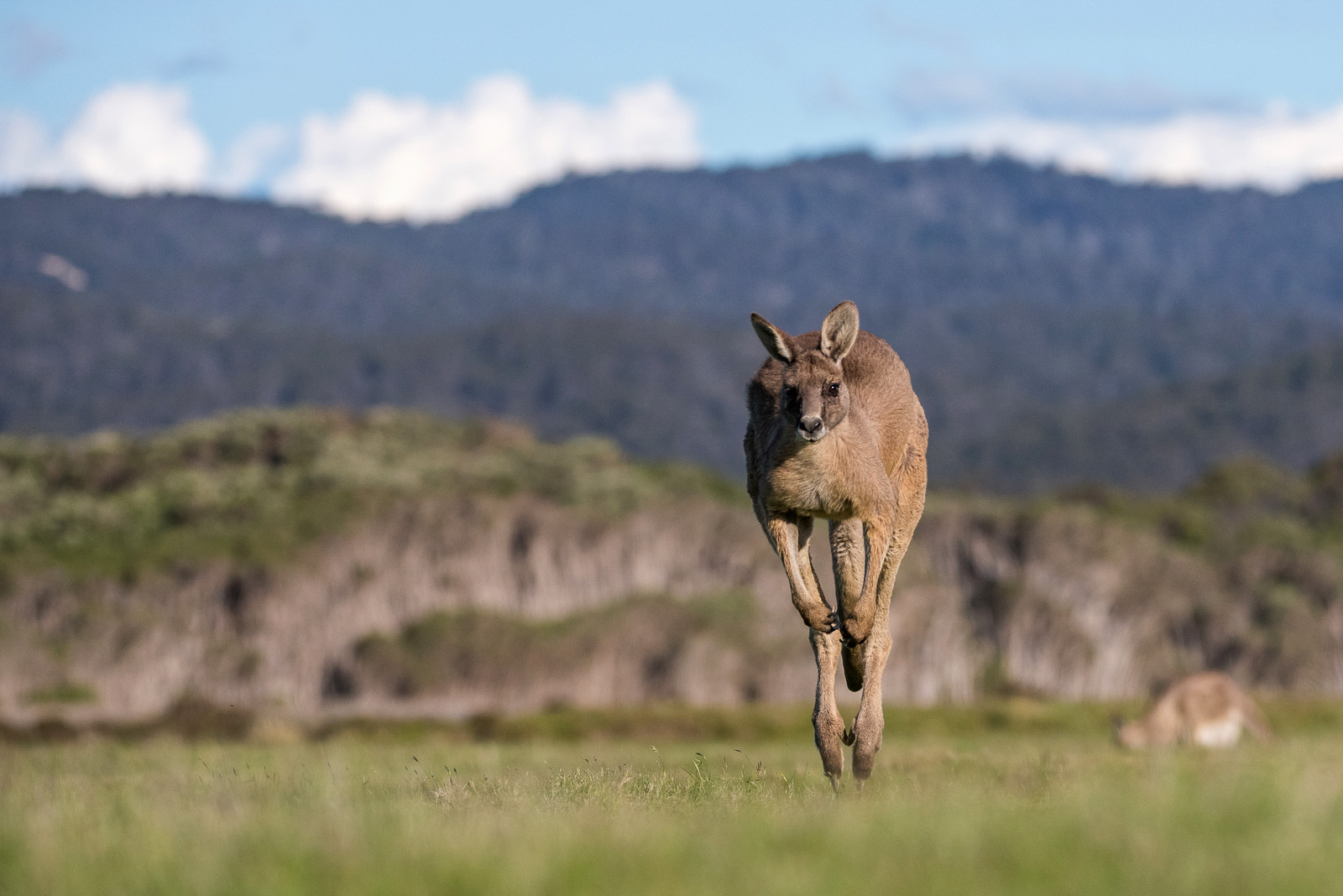 Kangaroos Doing What They Do | Sean Crane Photography