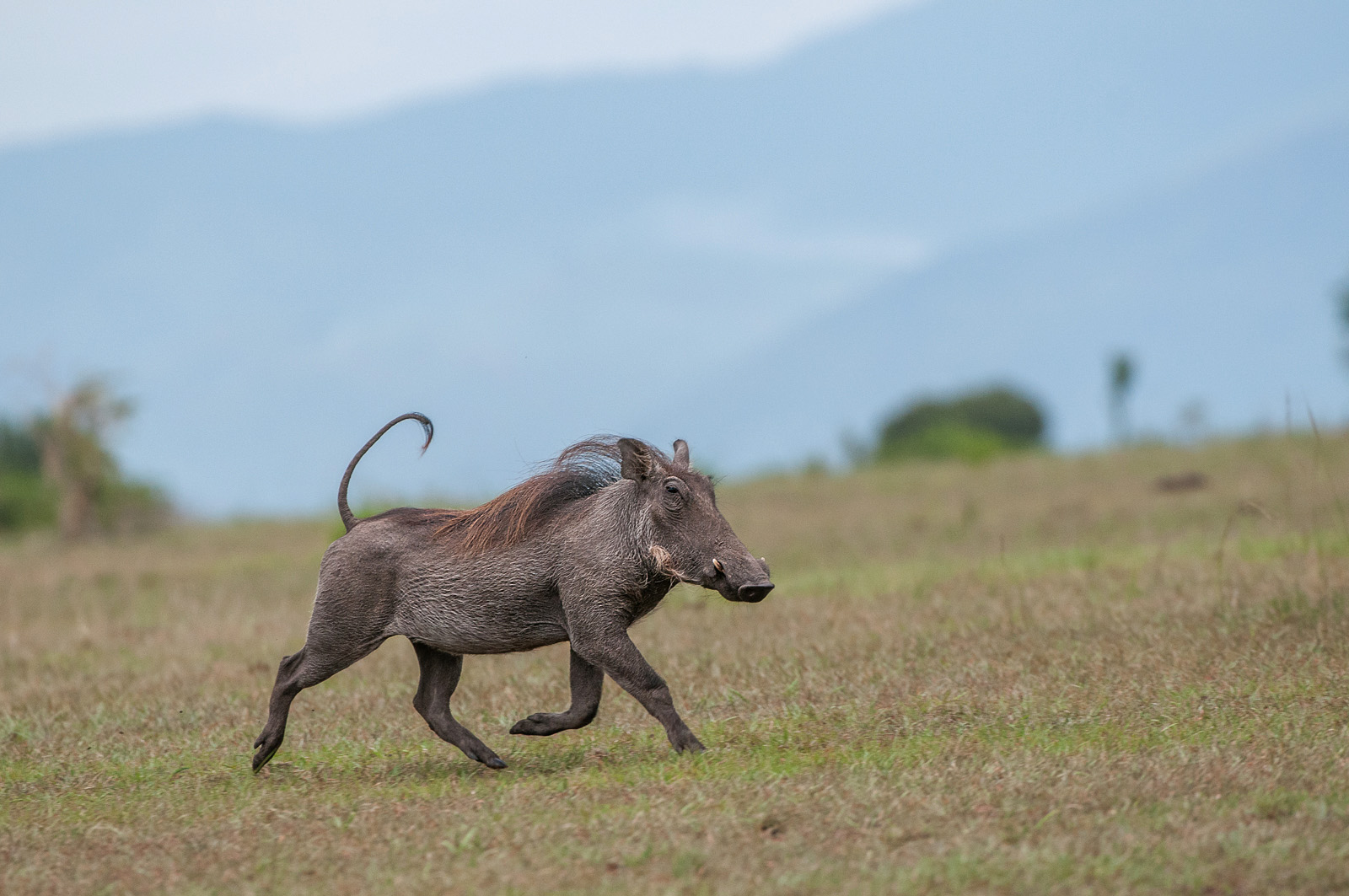 Warthog | Sean Crane Photography