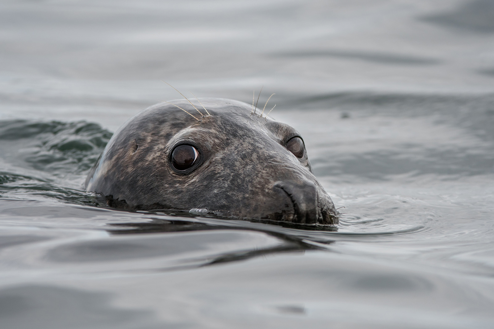 grey-seals-sean-crane-photography