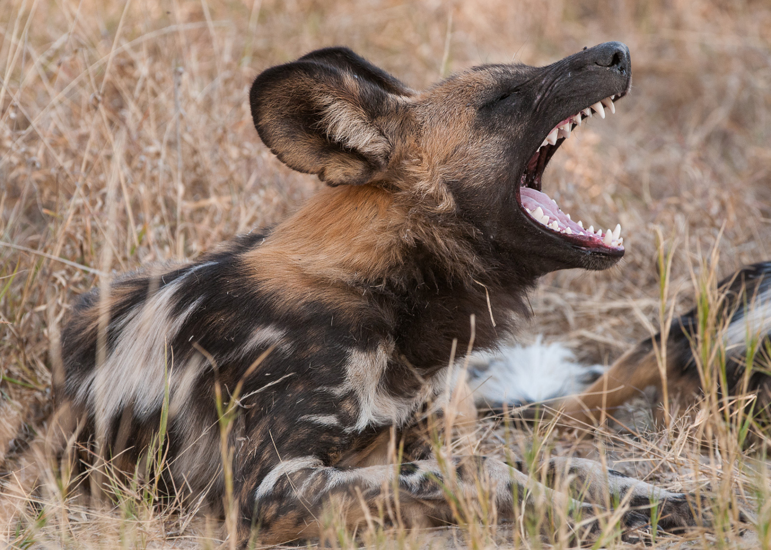 African Wild Dog Having a Good Yawn Sean Crane Photography