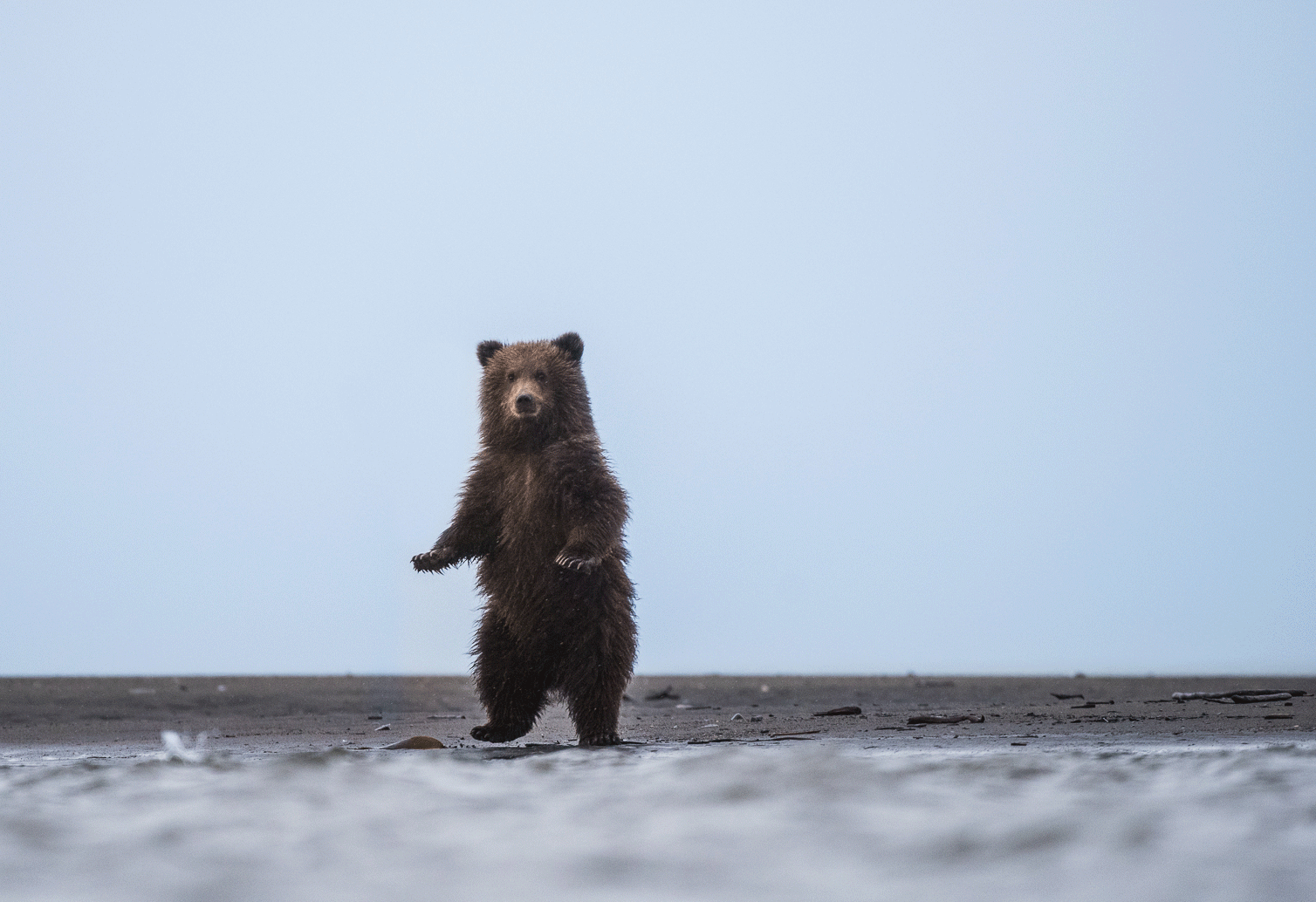 Медведь танцует. Медвежонок танцует. Мишка танцует. Медведь бежит. Песня танцующие медведи