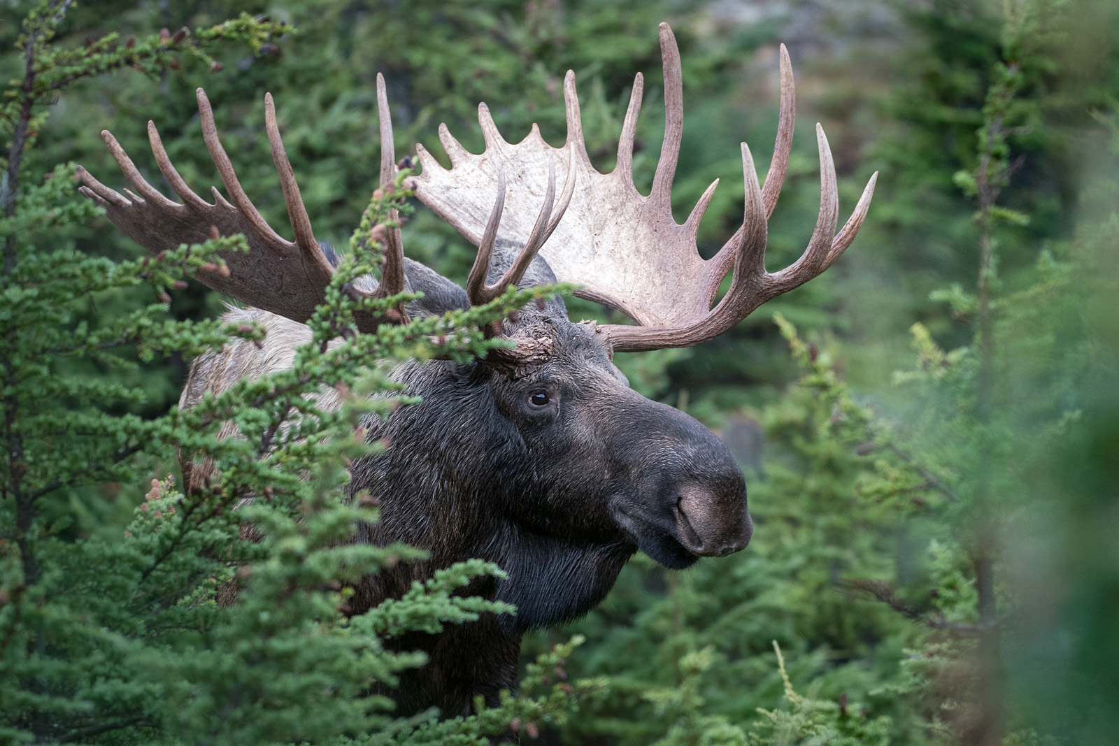 Bull Moose with Impressive Rack | Sean Crane Photography