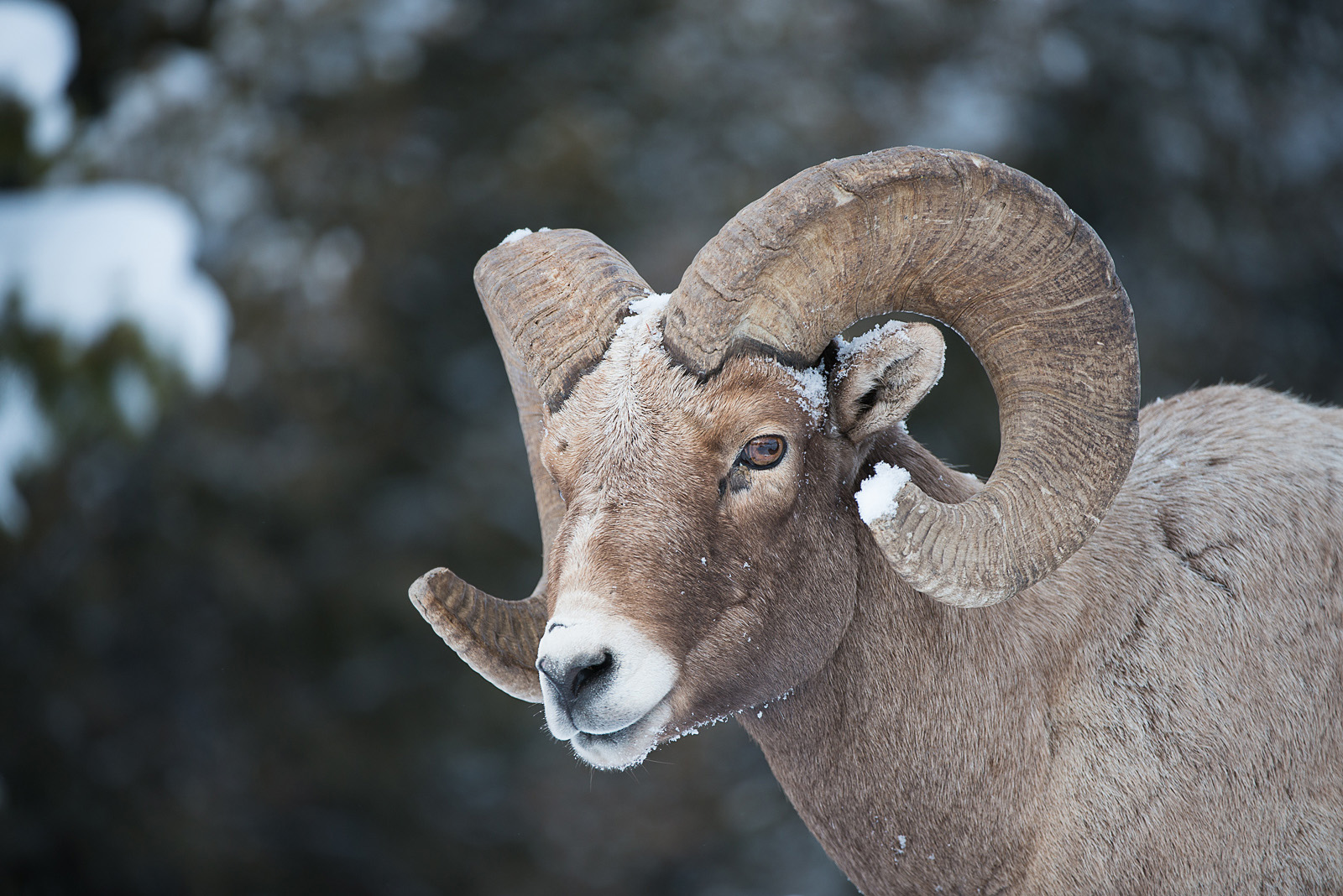 Ram Portrait | Sean Crane Photography