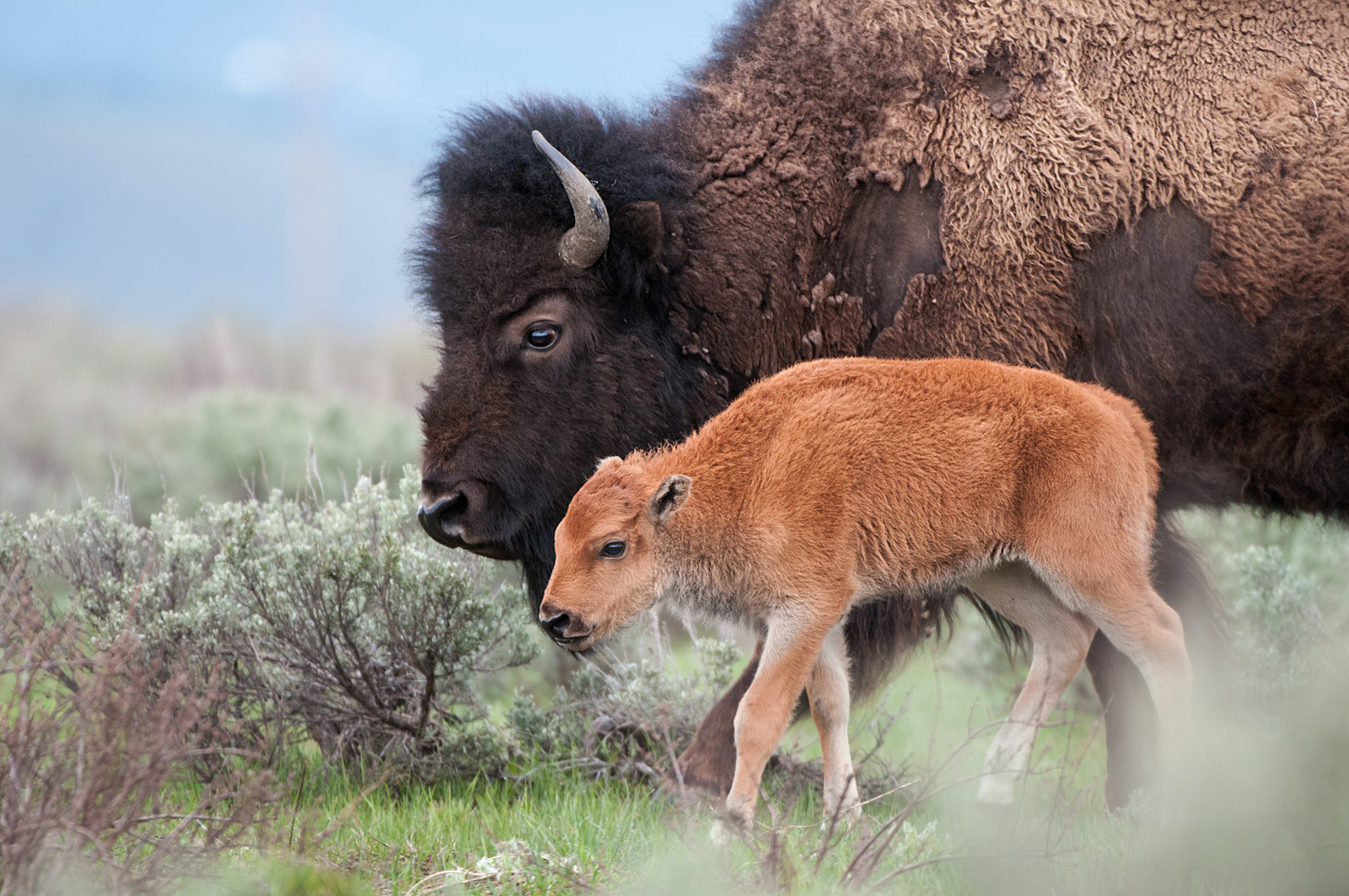 Bison Mother and Calf | Sean Crane Photography
