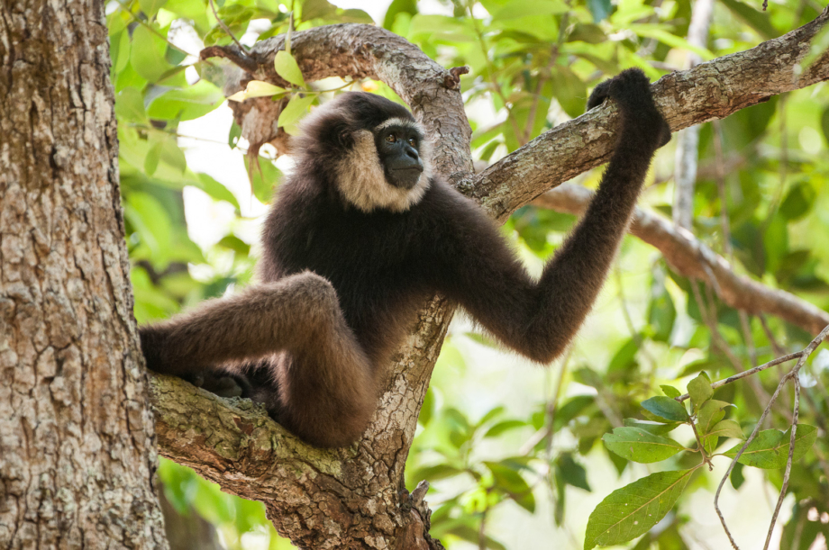 Bornean White-Bearded Gibbon | Sean Crane Photography