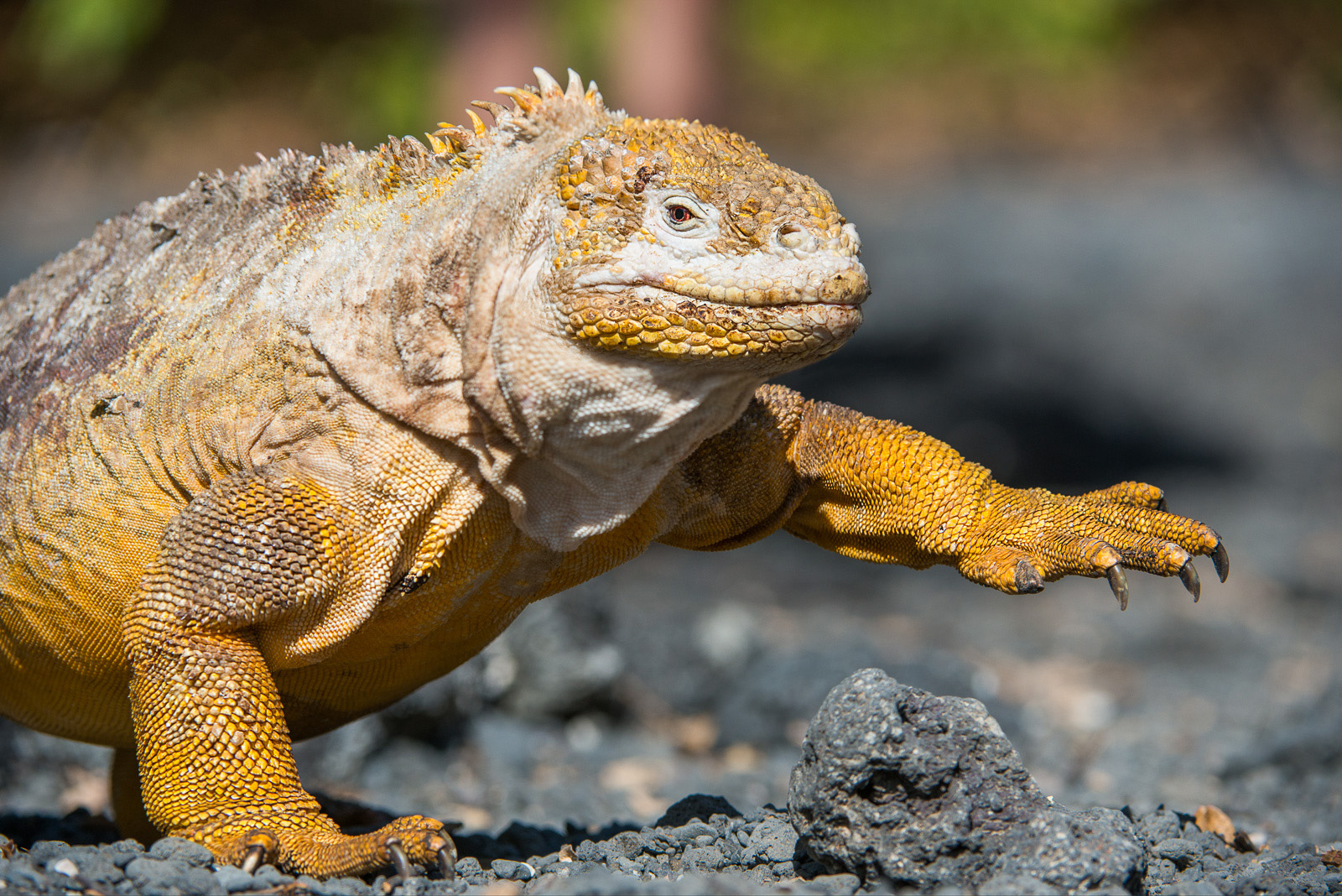 Galápagos Land Iguana | Sean Crane Photography