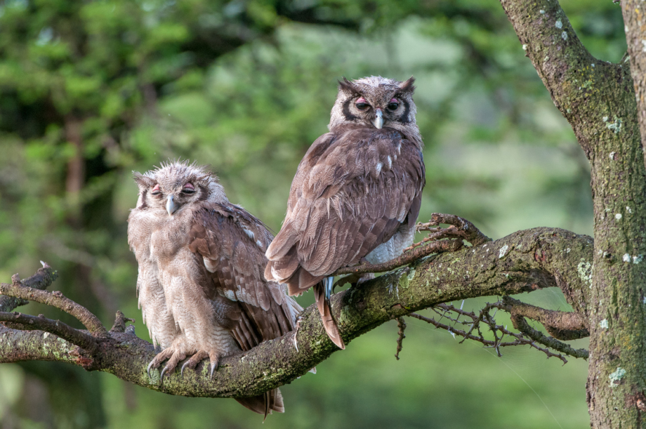 torvill owl chick