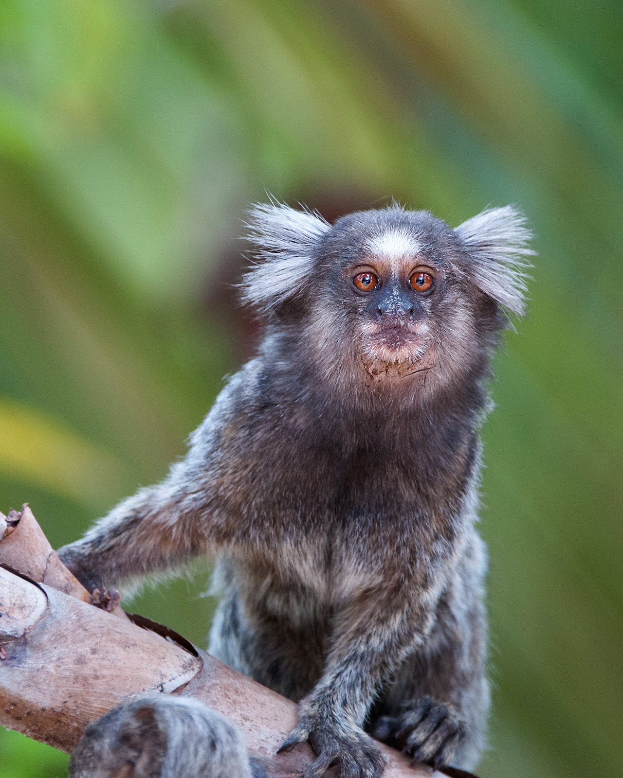 White Tufted-Ear Marmoset | Sean Crane Photography