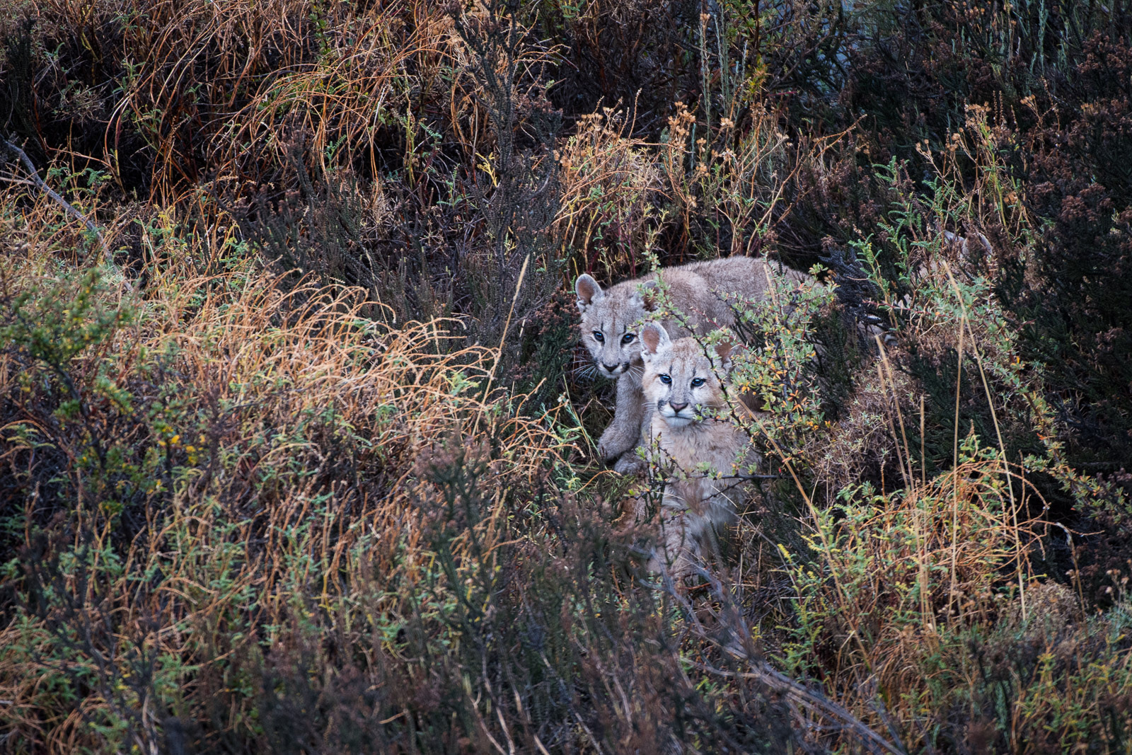 Puma Cubs | Sean Crane Photography