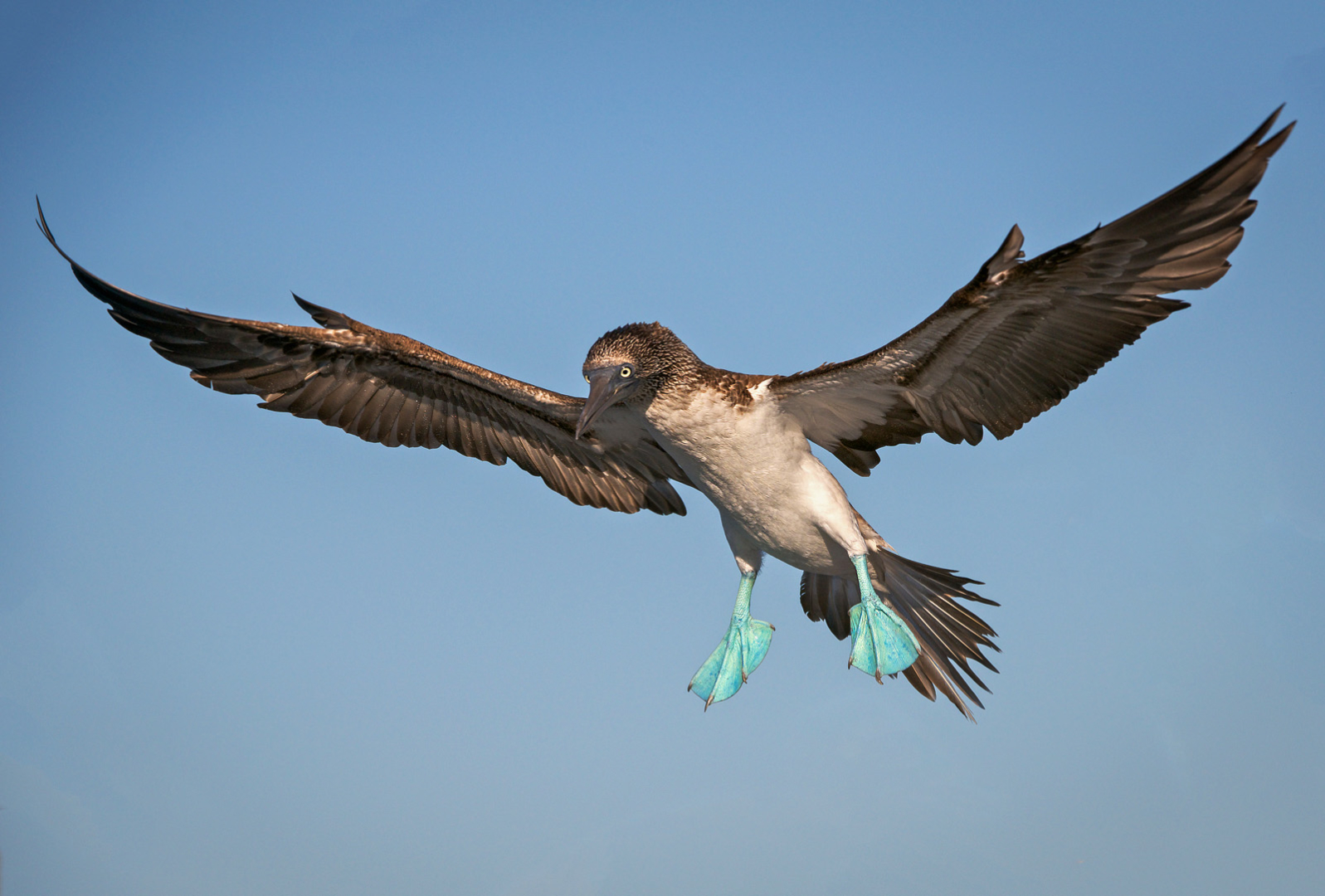 Blue-Footed Booby | Sean Crane Photography