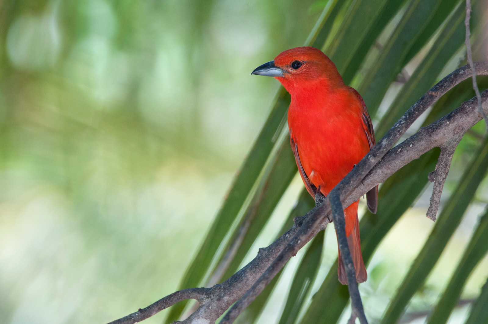 Hepatic Tanager | Sean Crane Photography