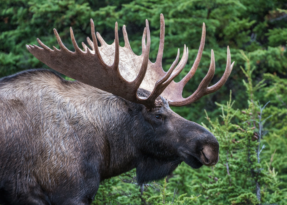 Bull Moose | Sean Crane Photography