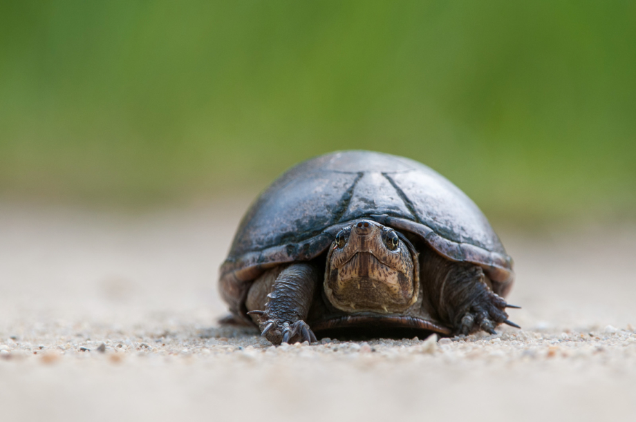 Eastern Mud Turtle | Sean Crane Photography