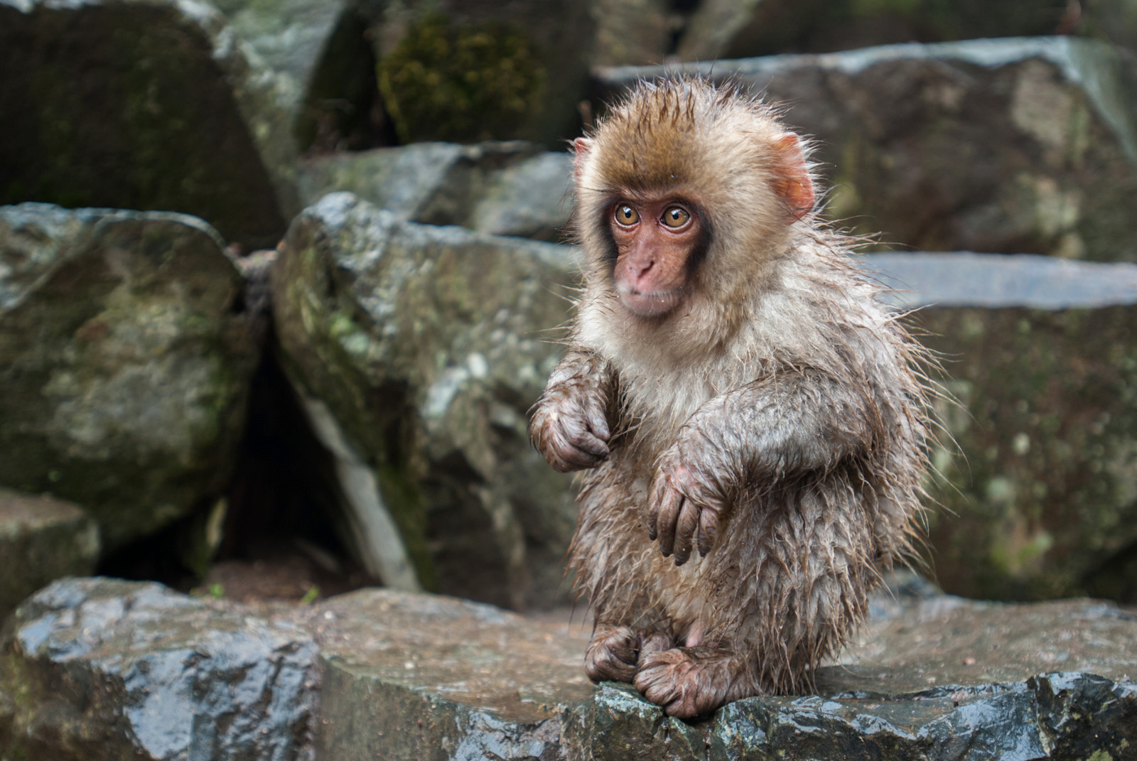  Baby Snow Monkey  Sean Crane Photography