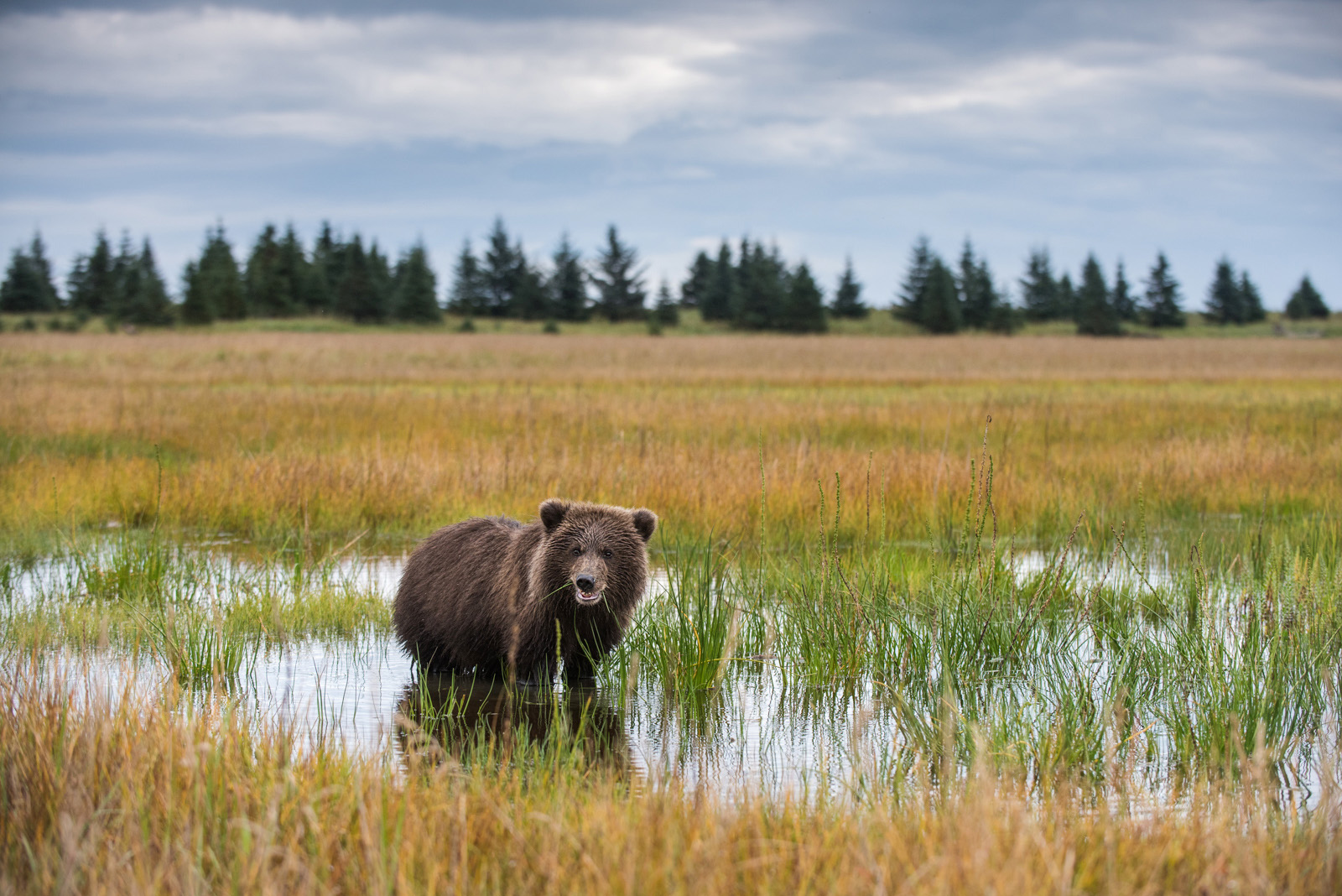 brown-bear-cub-in-flooded-field-sean-crane-photography