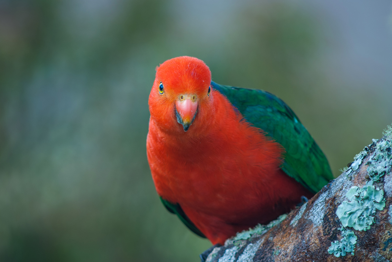 King Parrot | Sean Crane Photography