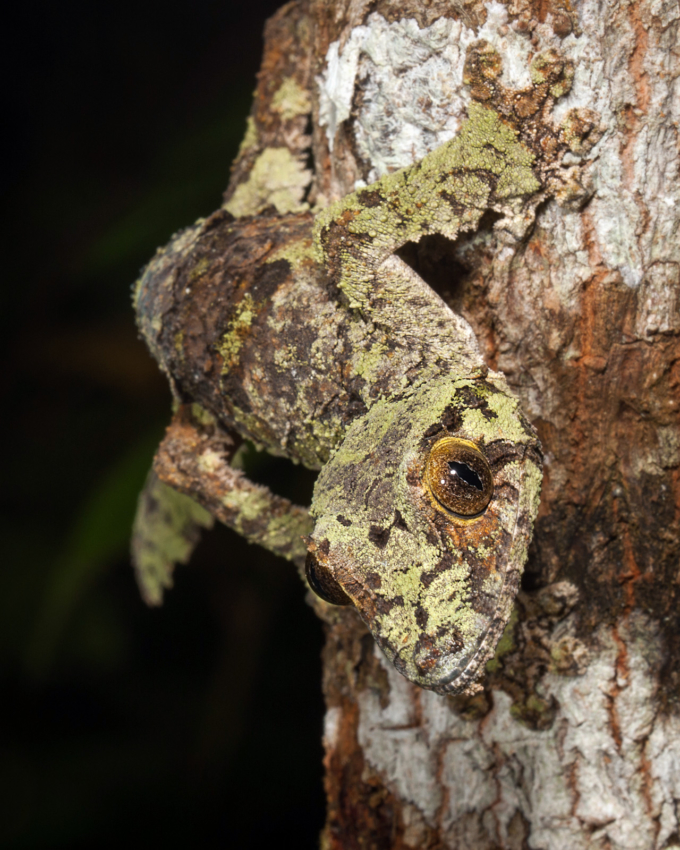 Leaf-Tailed Gecko in Mossy Camouflage | Sean Crane Photography