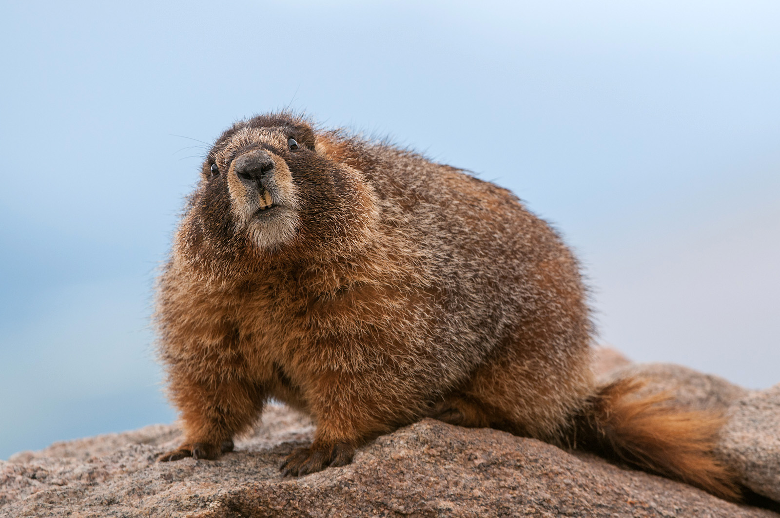 Yellow-Bellied Marmot | Sean Crane Photography