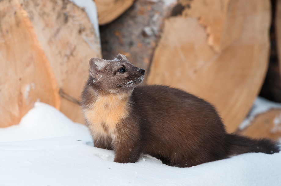 pine marten soft toy